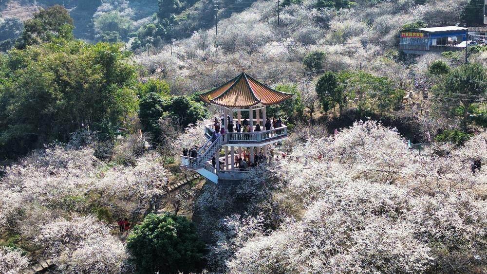 100,000 plum blossoms blooming in Liuxihe, Guangzhou