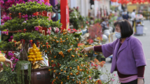 买年花,过兔年!广州开行17条“迎春花市专线” 买年花,过兔年!广州开行17条“迎春花市专线”