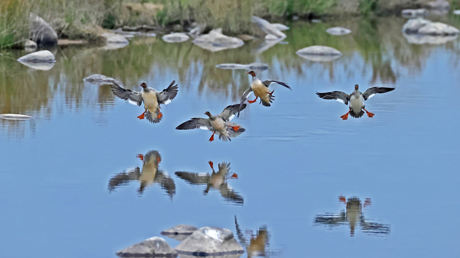 Five-year hunting ban imposed to protect wildlife across Huizhou