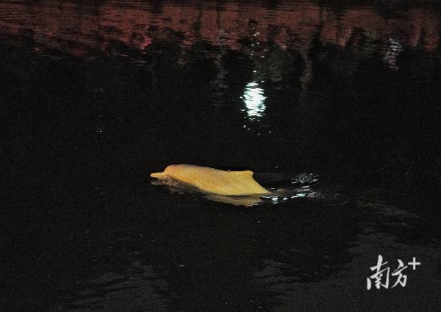  11月6日起，一头中华白海豚出现在广州珠江大桥西桥水域。