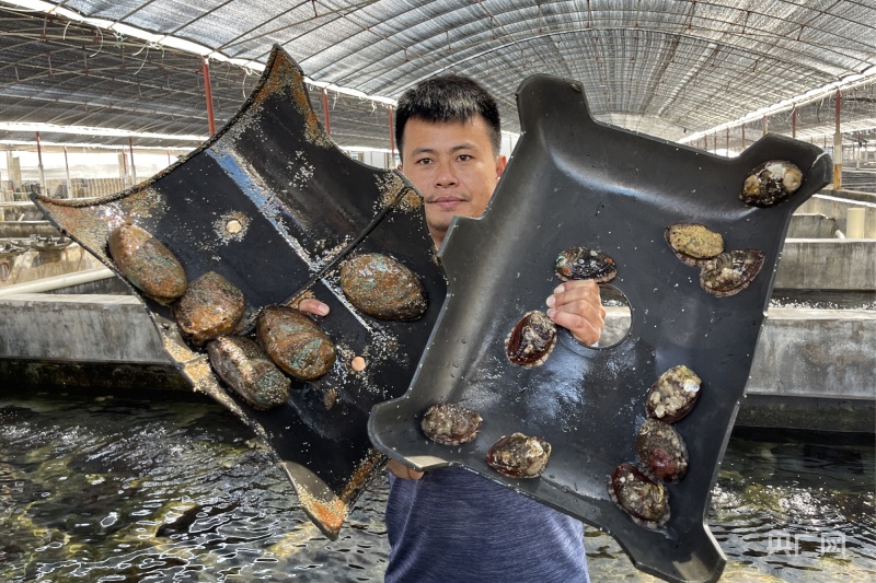 养殖人员展示当地养殖的鲍鱼（央广网记者 官文清 摄）