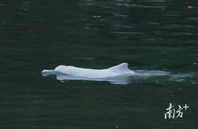 中华白海豚出现在广州白云区石井河、增埗河一带。