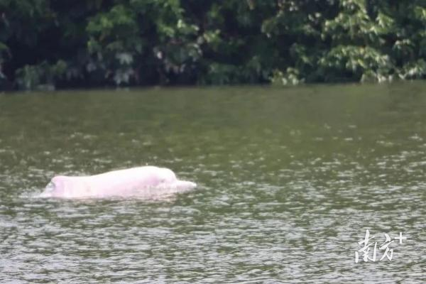 2022年，一头中华白海豚出现在流溪河流域。