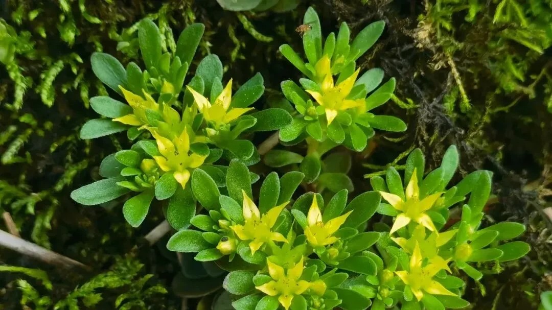 New plant species found in Qingyuan reserve