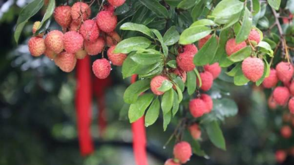 Guangzhou targets 200% surge in lychee exports this year