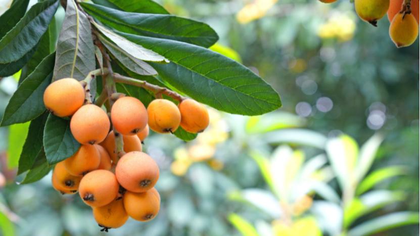 Mangoes 'raining from the sky'? It's Yunfu's sweet summer surprise!