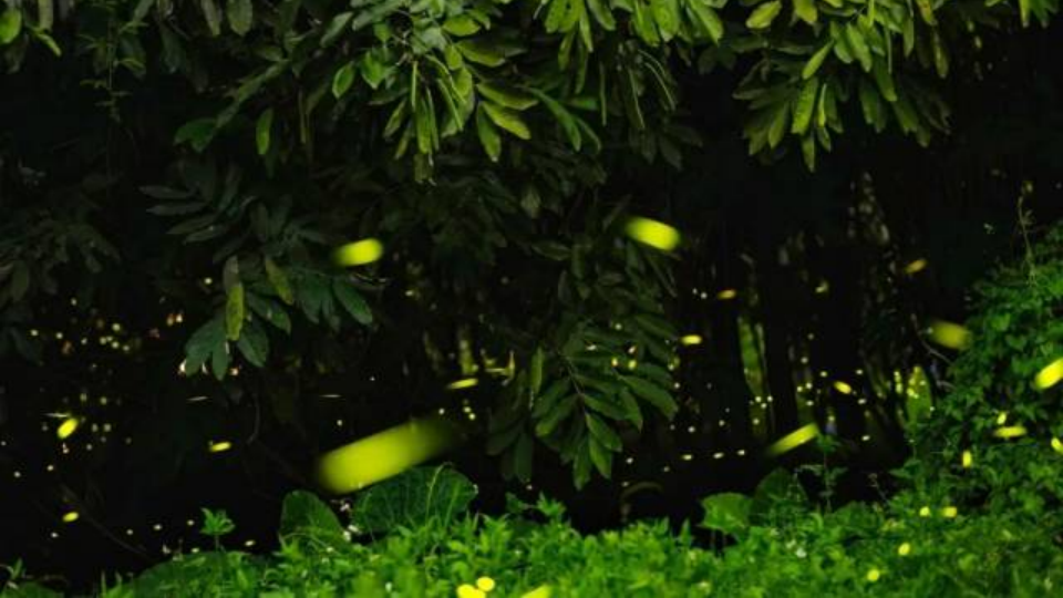 Fireflies illuminate summer nights in Jun'an, Foshan