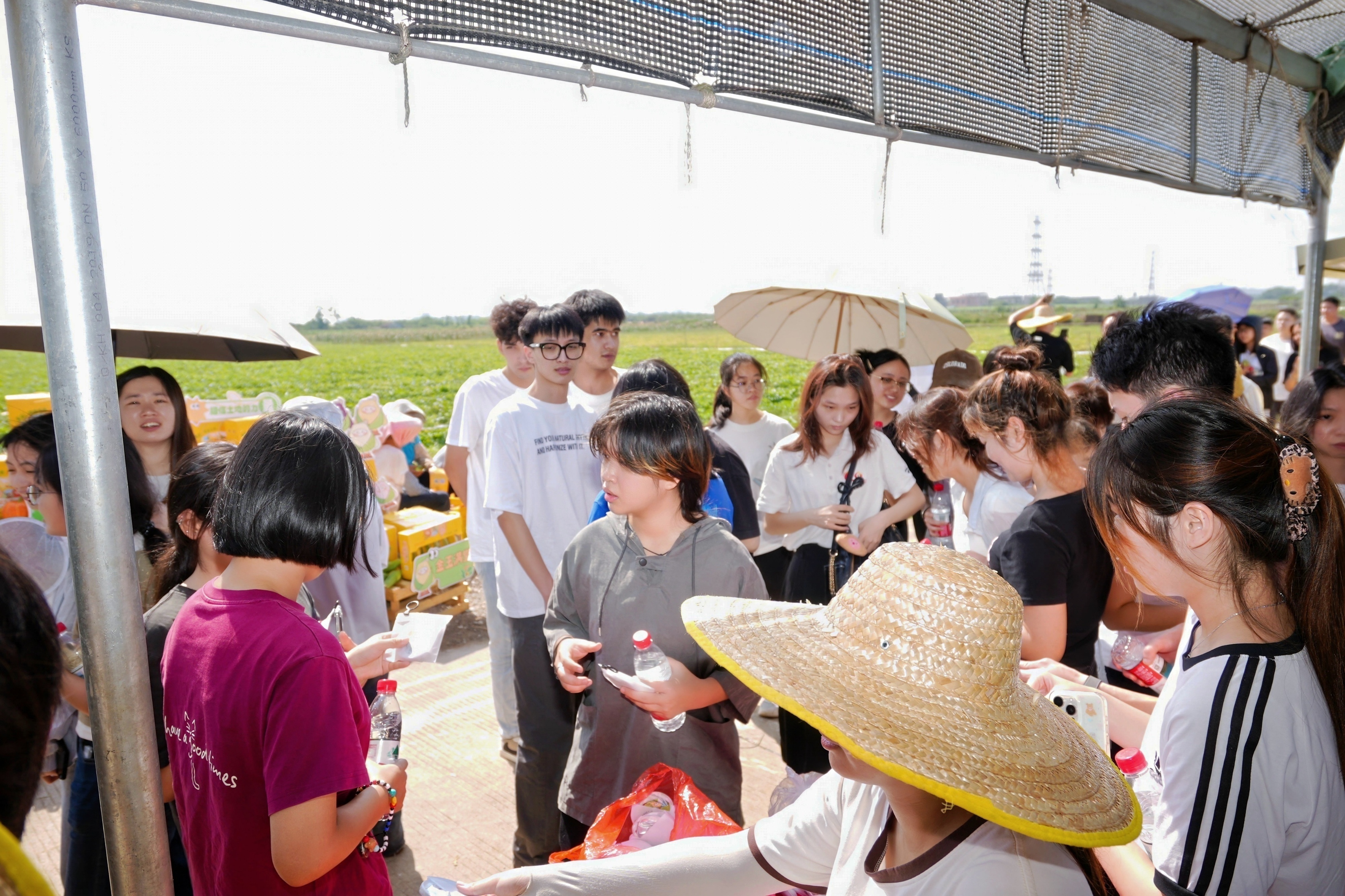 College students participated in the fields. 通讯员 横沥宣办 供图