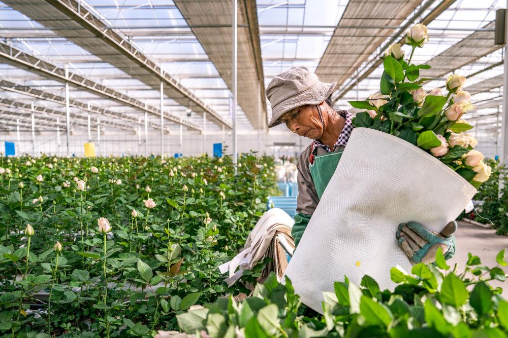 △2025年7月11日，花卉工人在云南丽江现代花卉产业园的温室大棚内采摘鲜花。