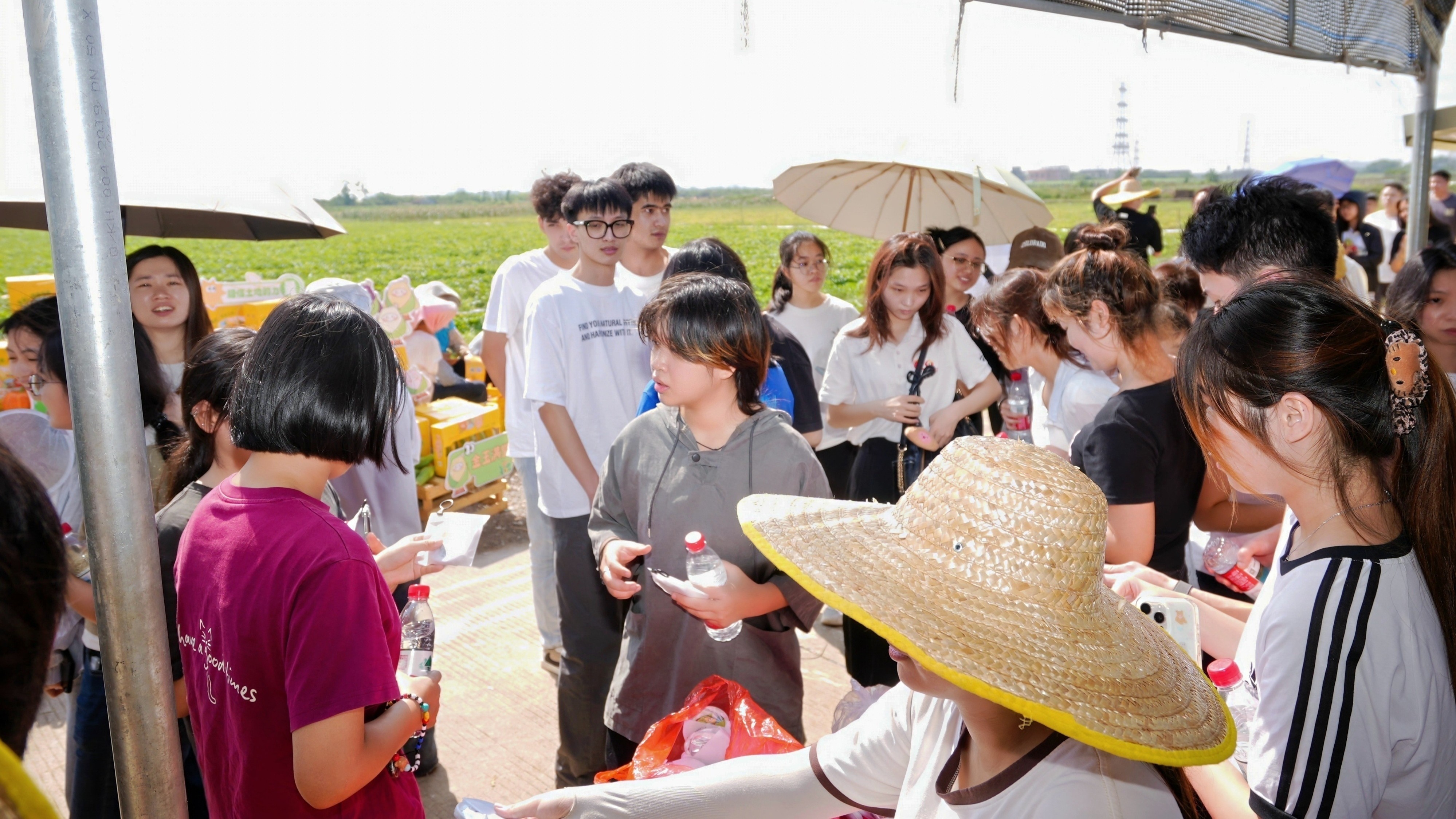 Fresh corn from Guangzhou's Nansha goes viral
