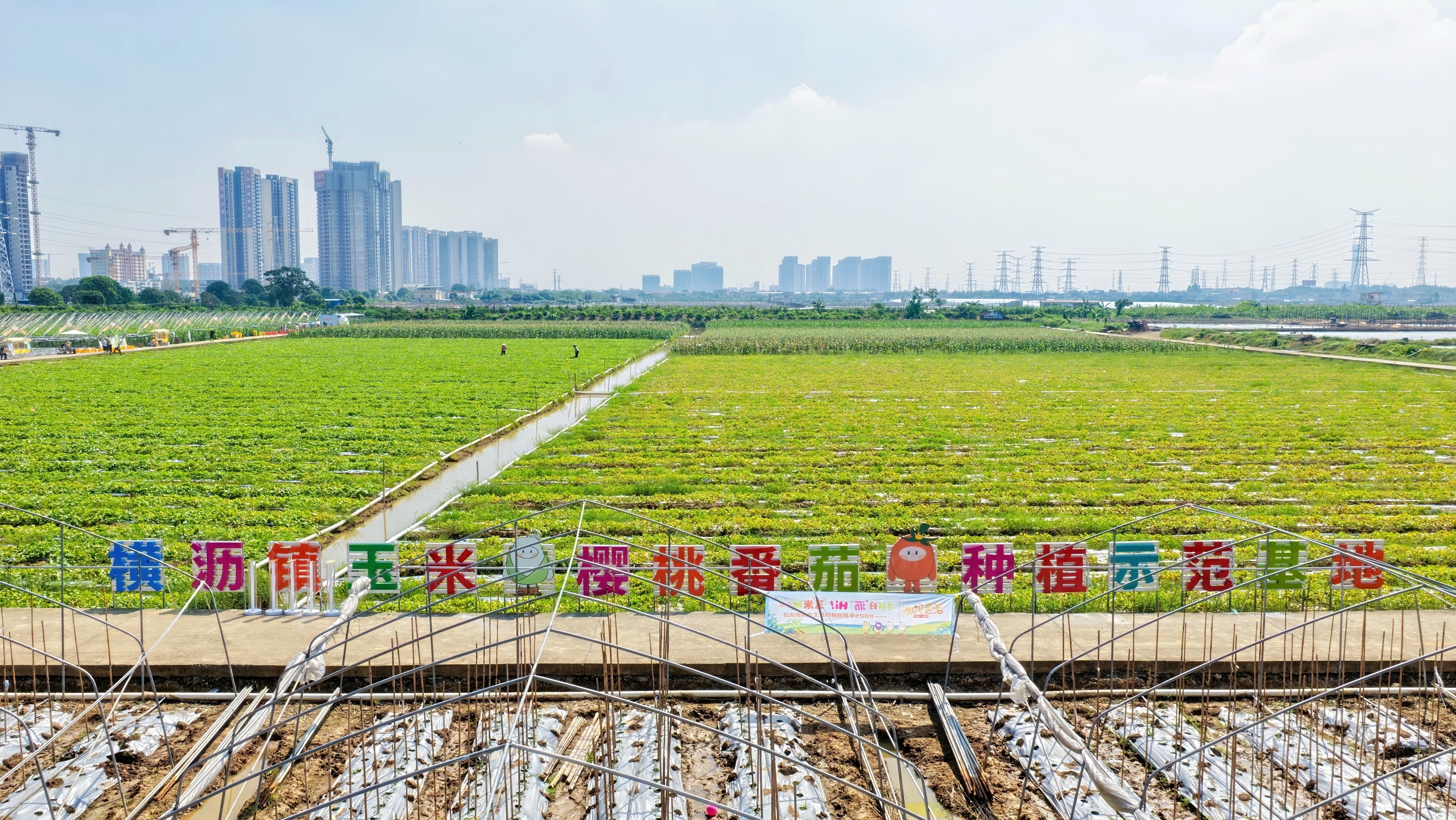 Corn and Cherry Tomato Planting Demonstration Base 通讯员 横沥宣办 供图