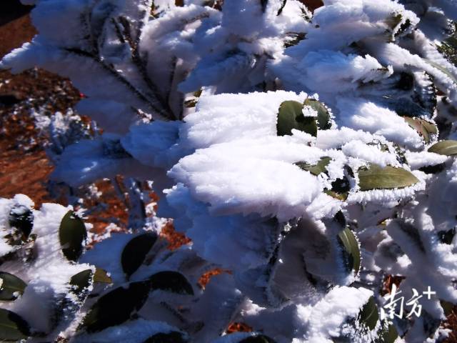 挂满枝头的冰雪。太平洞村民拍摄