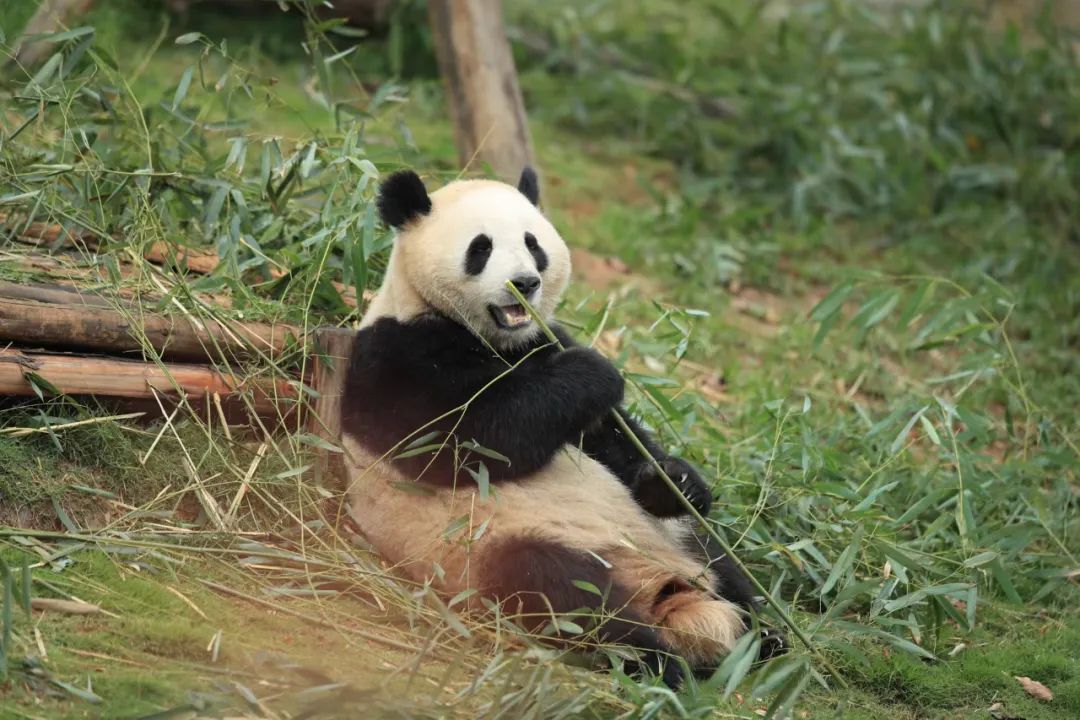 上图分别为“金喜”、成都大熊猫繁育研究基地大熊猫“金喜”“茱萸”将于4月29日启程前往西班牙马德里动物园，周启</p><p style=