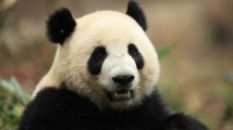 新一对大熊猫“金喜”“茱萸”将于下周启程旅居西班牙