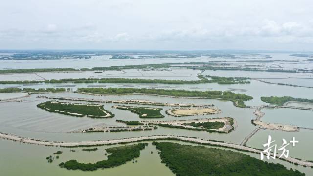 湛江东海岛红树林种植—养殖塘耦合系统营造示范基地。