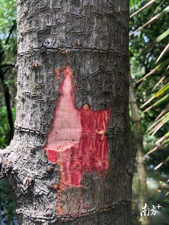 红树植物树皮中的单宁遇空气后氧化变红色。