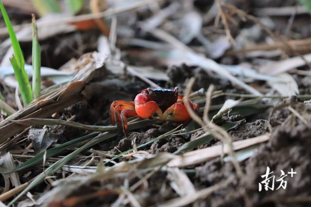 招潮蟹在湿润的土壤内活动。