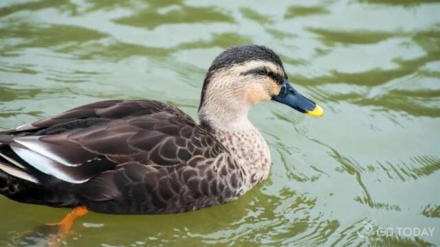 A guide to autumn outings at Haizhu Wetland