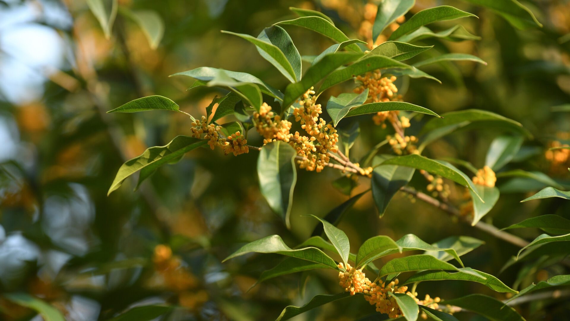 Potentially fatal! Beware of pollen allergies and avoid picking roadside Osmanthus