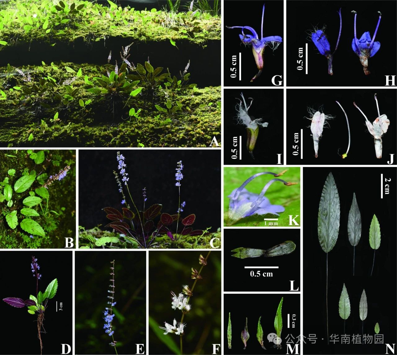 华南植物园发表鼠尾草属新种——泰宁鼠尾草