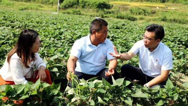 点赞！助力强县富民兴村，广东保险业发布十大优秀案例