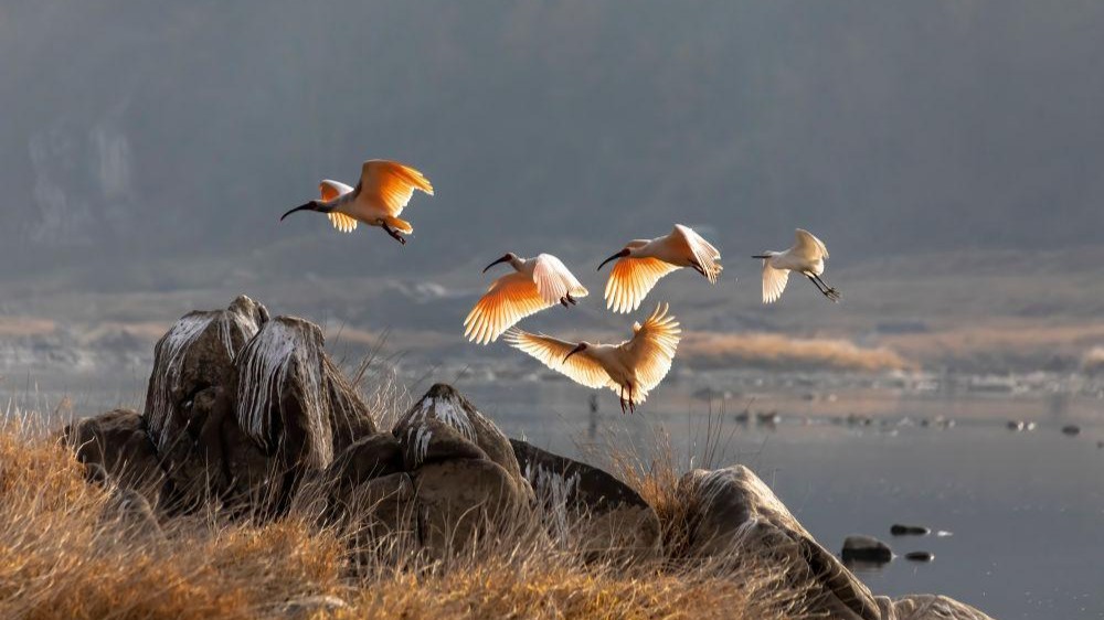 Sixteen Japanese Crested Ibises to be returned to China: How can they cross borders? | The Second Eye