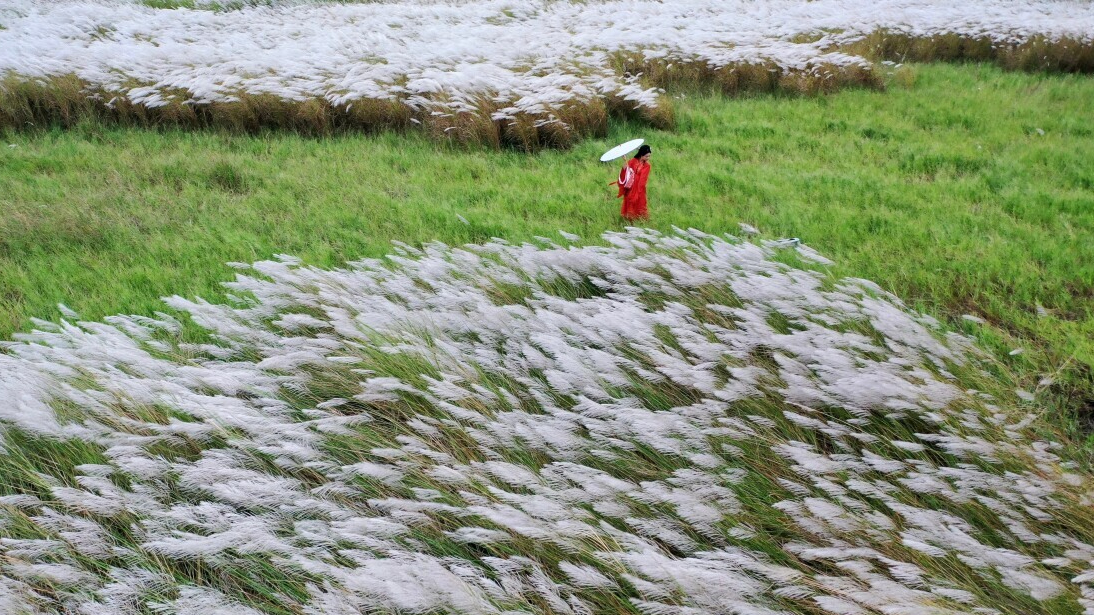 Encounter autumn romance with Zhanjiang Wuyang's reed flowers