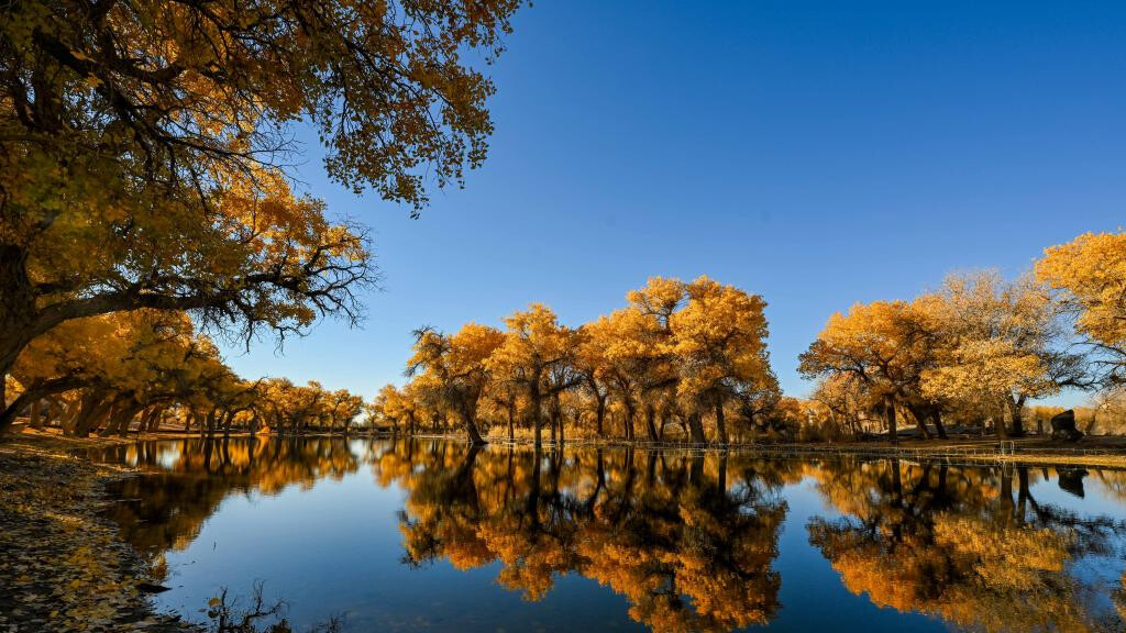 Autumn scenery of desert poplar in China's Inner Mongolia