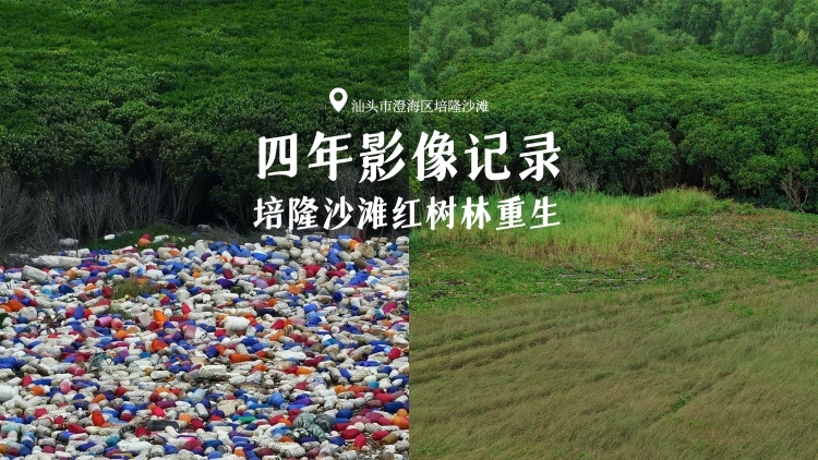 四年影像记录-培隆沙滩红树林重生｜南方+视频