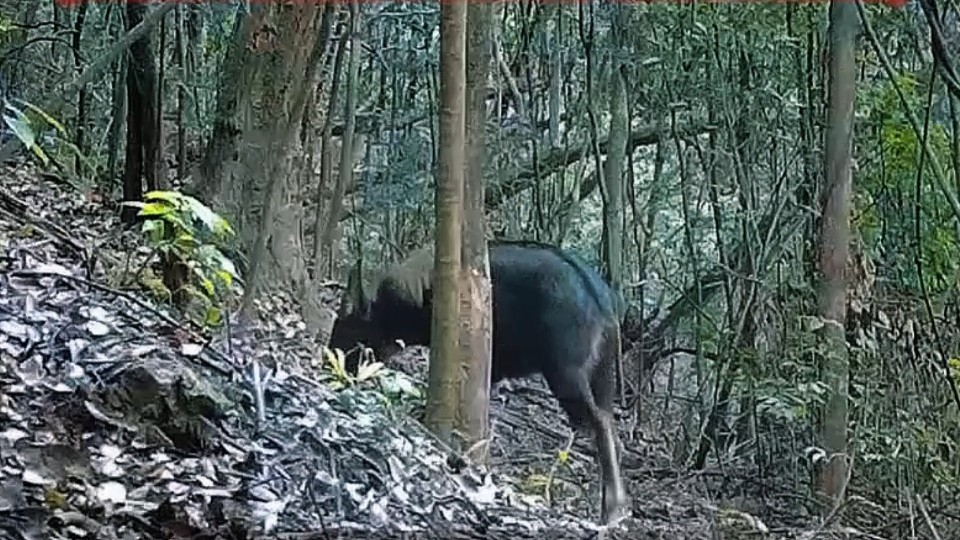 ​The Chinese serow has been spotted in the Nanshan Provincial Nature Reserve