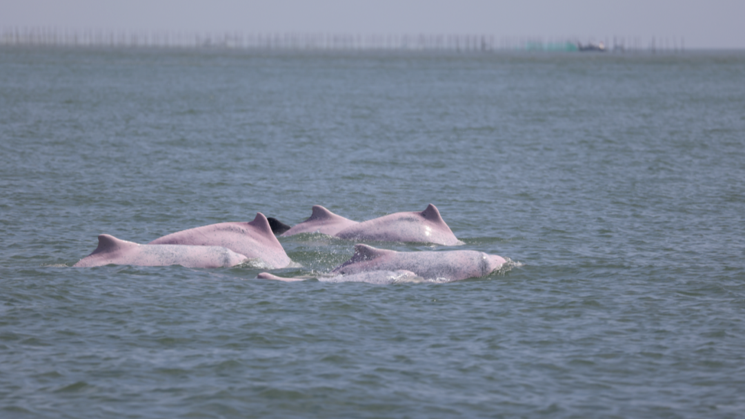 全国人民收到一个特别的问候