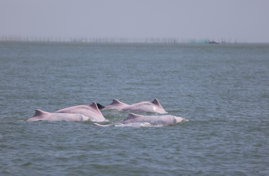 中华白海豚结伴出游。 林文治 摄