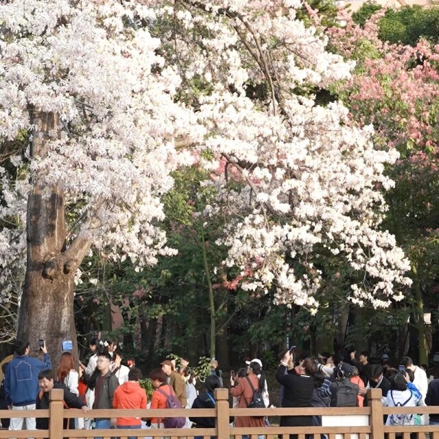 "Snowfall" in Guangzhou: A dreamy floral wonderland on campus