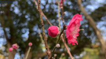 【网络中国节·春节】粤味中国年|赏桃花“行大运” 【网络中国节·春节】粤味中国年|赏桃花“行大运”
