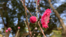 【网络中国节·春节】粤味中国年｜赏桃花“行大运”