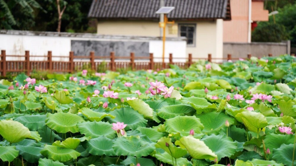 Embark on a summer romance: admire lotus blooms in Longmen!