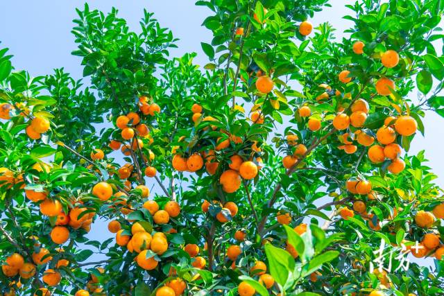 广东柑橘缀满枝头，图为四会沙糖橘。蓝东旭摄