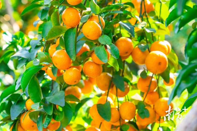 四会是“中国柑橘之乡”。蓝东旭摄