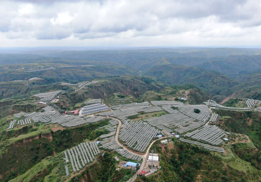 陕西省延安市延川县文安驿镇梁家河村山地苹果园（无人机照片，2023年6月28日摄）。新华社记者 张博文 摄