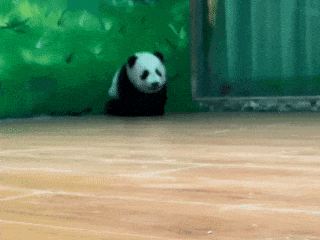 微信图片_20250429173514.gif