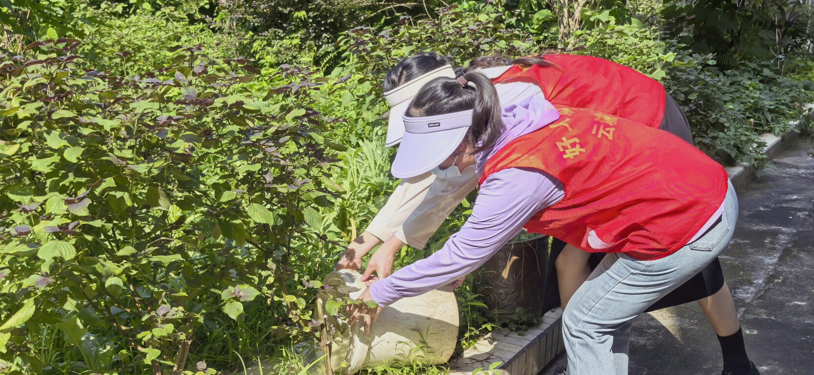 西江网评丨可防可控可治 理性看待基孔肯雅热病毒和登革热