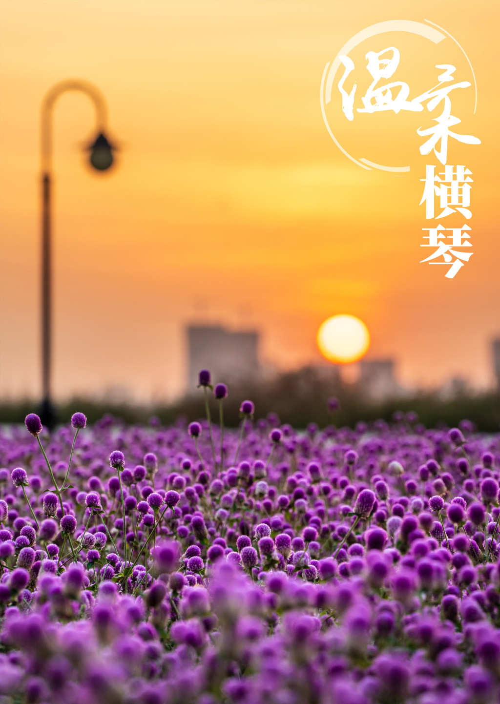 温柔横琴.jpg