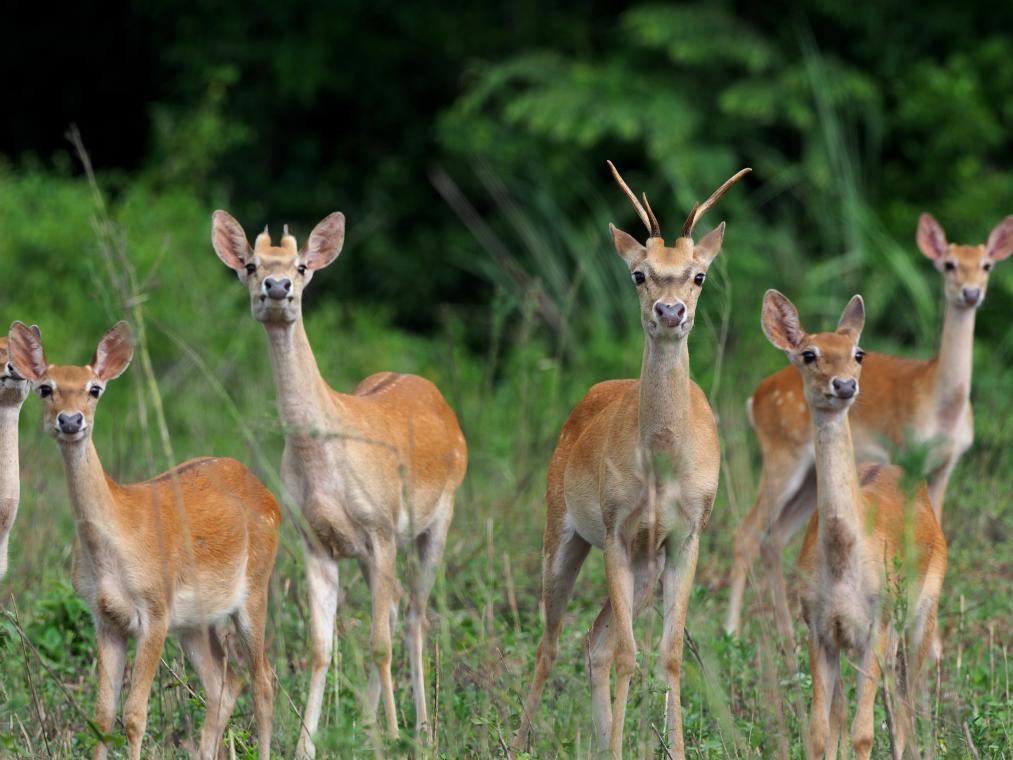 海南热带雨林国家公园