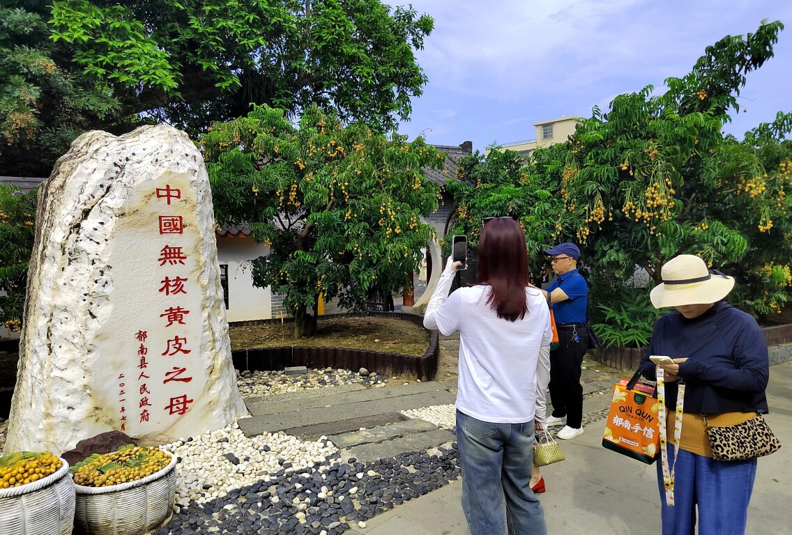 郁南检察构建多维度保护平台 助力“中国无核黄皮之乡”品牌建设