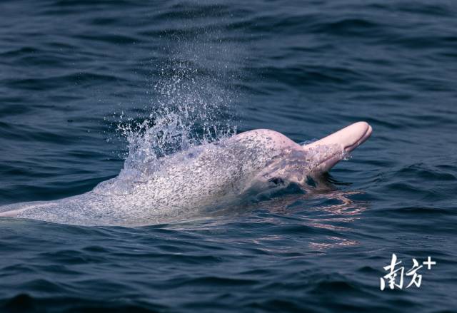 湛江雷州湾，一头中华白海豚跃出水面，用头顶的气孔呼吸。
