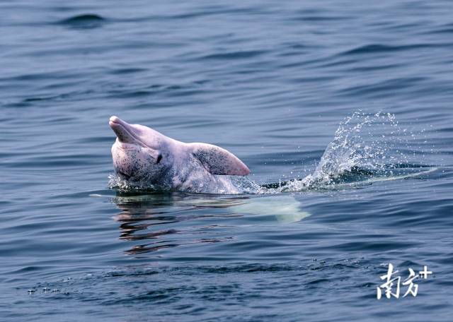 湛江雷州湾，一头中华白海豚正在水面上嬉戏玩耍。