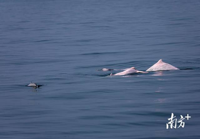 湛江雷州湾，一群中华白海豚在海面上游弋，一头刚出生的幼豚跟随在成年白海豚附近。