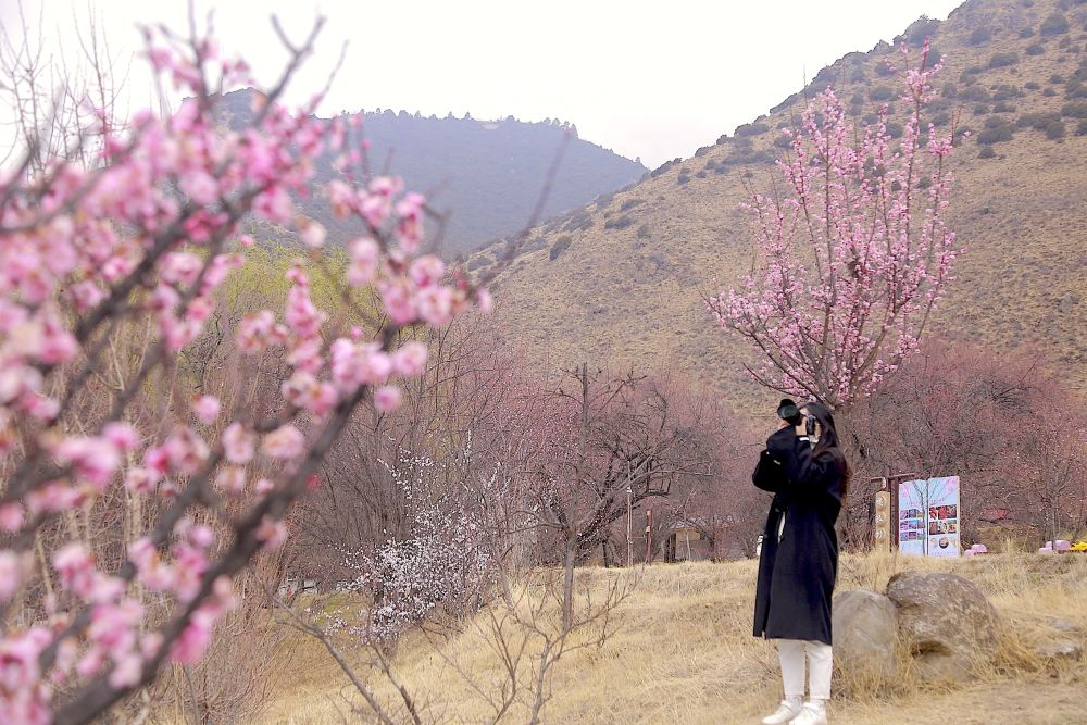 游客在嘎拉村赏花游玩，拍摄盛开的桃花。新华社记者 邱星翔 摄