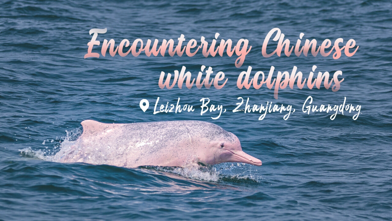 Encountering Chinese white dolphins in Leizhou Bay, Zhanjiang