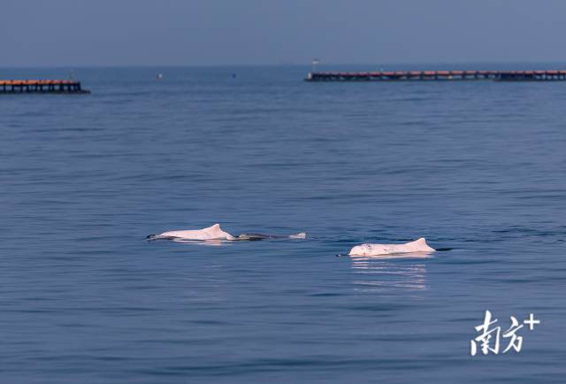 湛江雷州湾，一群白海豚游过海洋牧场。